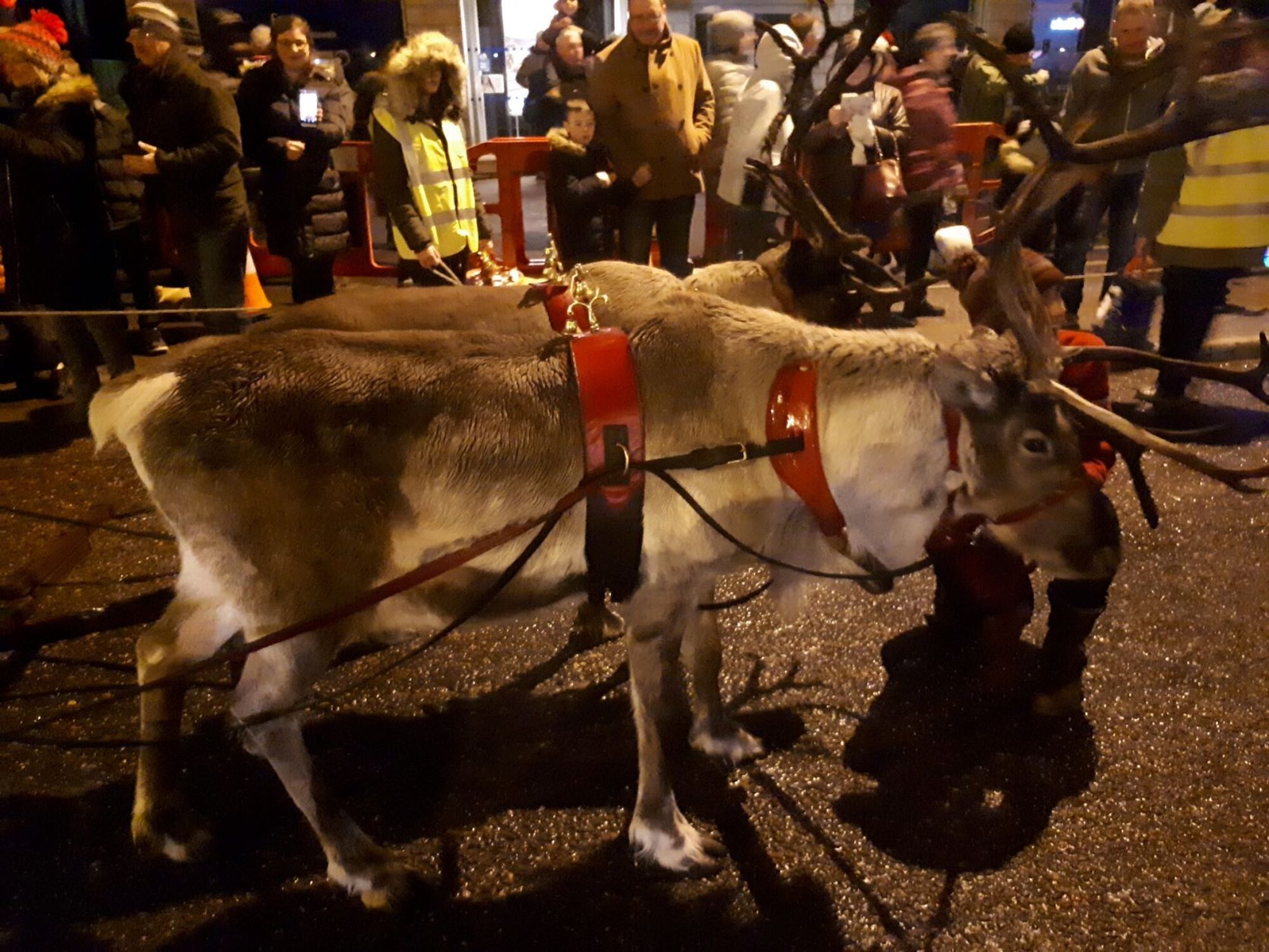 Reindeer