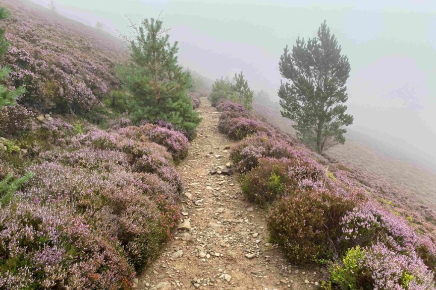 Autumn mist