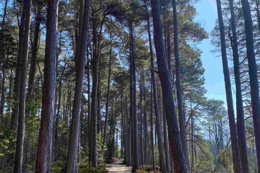 Loch garten woodland