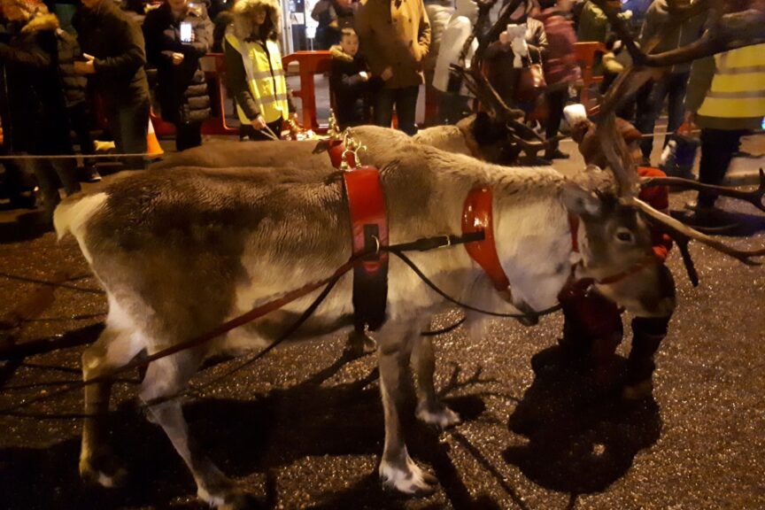 Reindeer