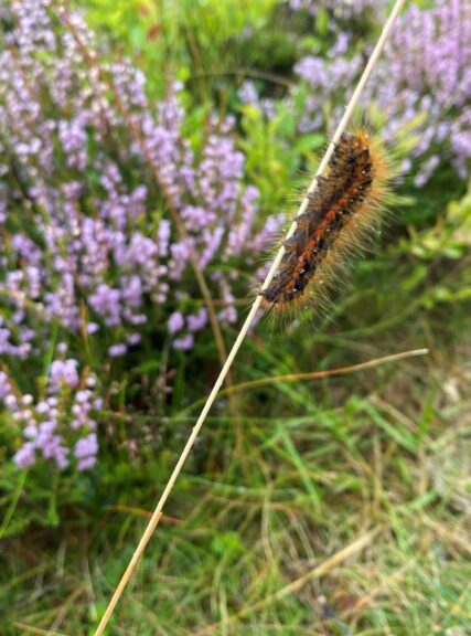Caterpillar in the flowers