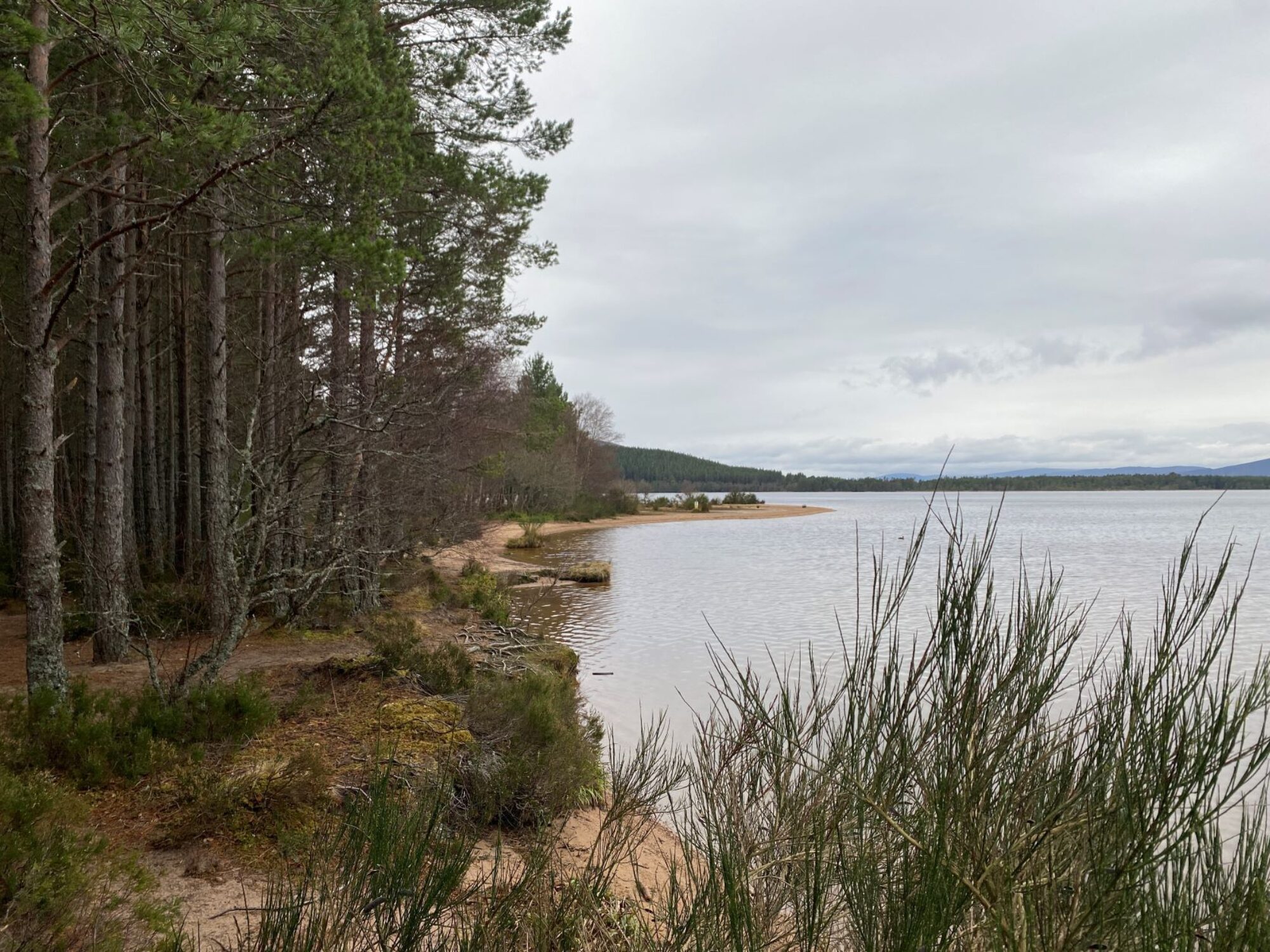 Loch Morlich through the trees