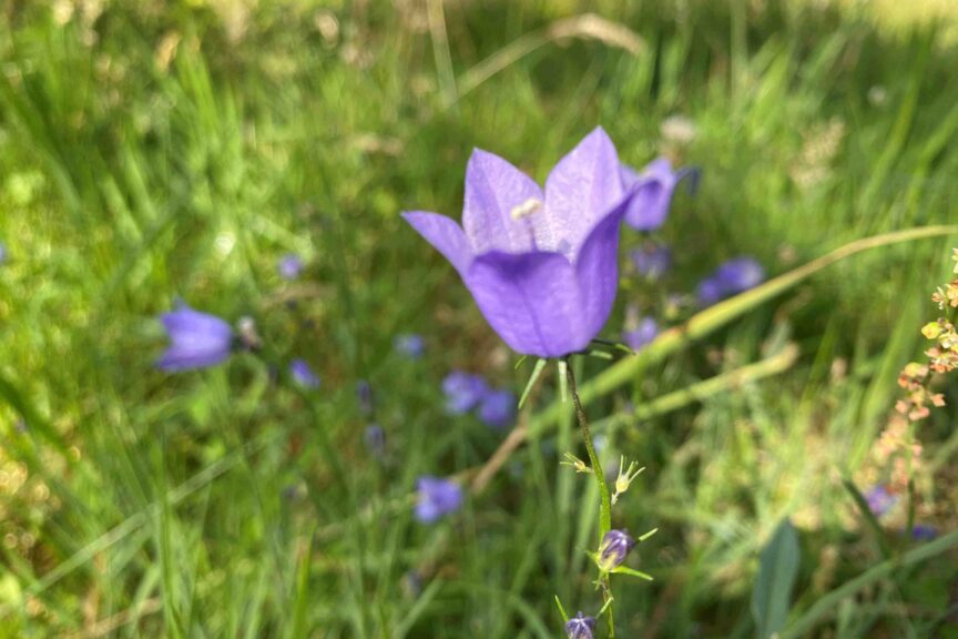 Harebell